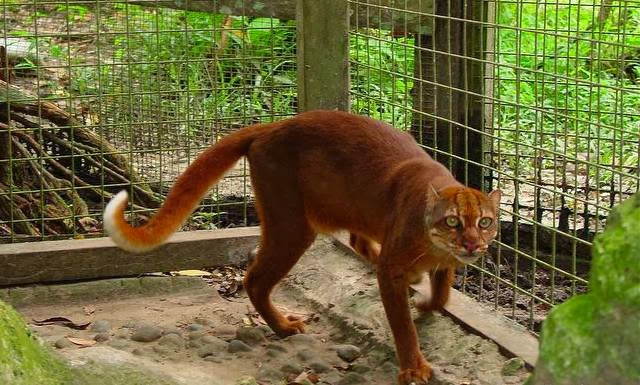 Kucing Merah Borneo Masih Ada Di Hutan Kalimantan Kucing Borneo bay