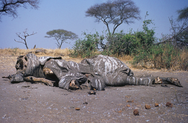 Poached Elephant Carcass in Tanzania 1984. This is a sad reminder of the ivory trade's devastation on the elephant population in Africa. The poachers cut out the tusks and left this carcass to rot. Jeff Shea