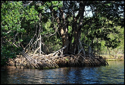 10 - Tree Walk - mangrove poster Red Mangrove