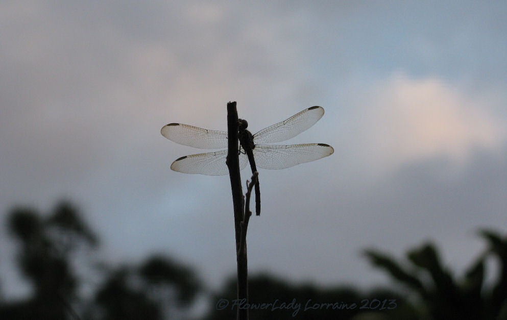 [01-20-dragonfly%255B5%255D.jpg]
