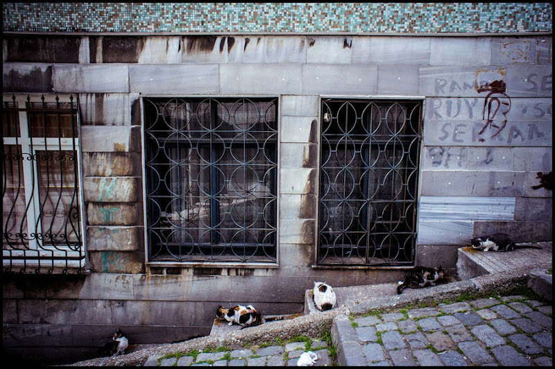 cats outside a butcher shop Istanbul Zoriah