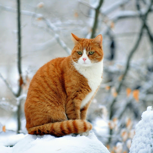 Hd-176356-ascw176356