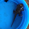 Fowler's Toad, tadpole