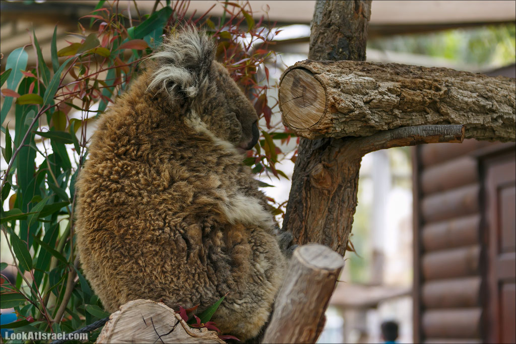 Ган Гуру - парк с кенгуру и другими австралийскими животными | Gan Guru | גן גורו | LookAtIsrael.com - Фото путешествия по Израилю