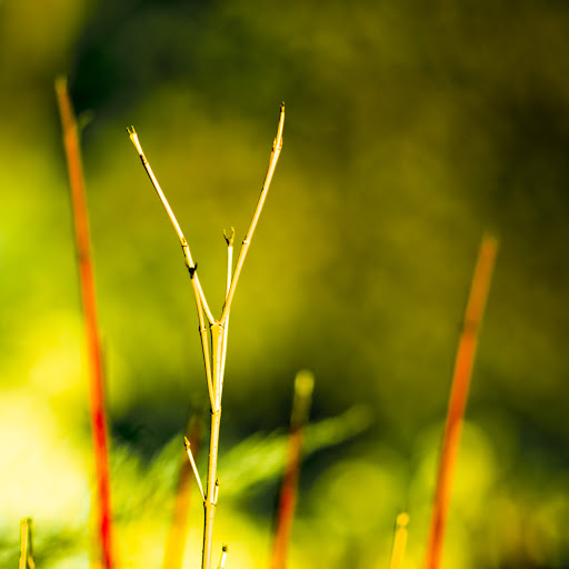 Hd-155145-ascw155145