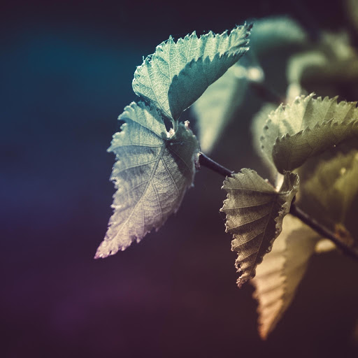 Hd-161461-ascw161461