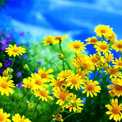 Hd-151155-ascw151155