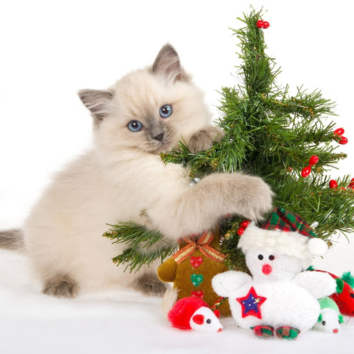 Hd-146578-ascw146578