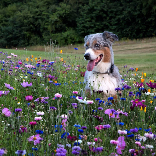 Hd-141137-ascw141137