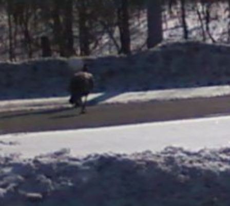 [Dinde%255B21%255D.jpg]