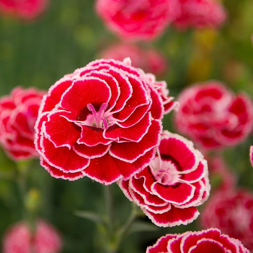 Hd-172581-ascw172581