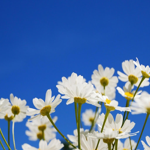 Hd-168900-ascw168900