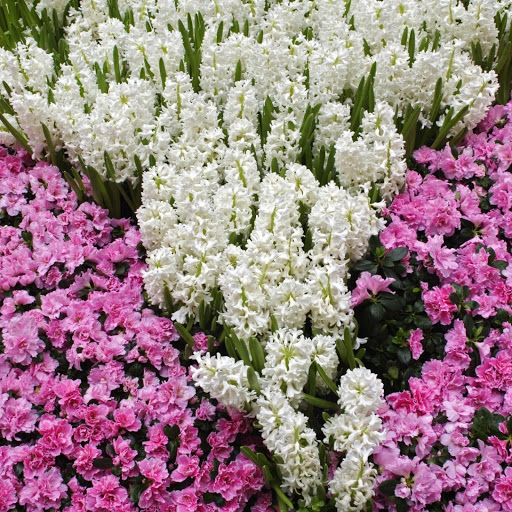 Hd-132719-ascw132719