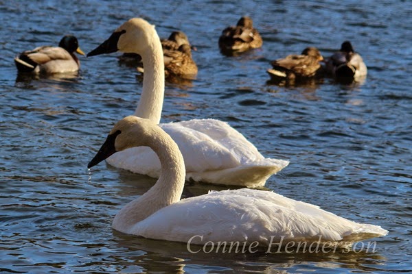 Trumpeter Swans on the River Jan 2015