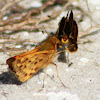 Fiery Skipper Butterfly (mating pair)