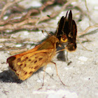 Fiery Skipper Butterfly (mating pair)