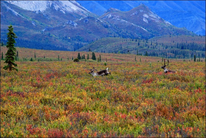 2013_08_Alaska 994
