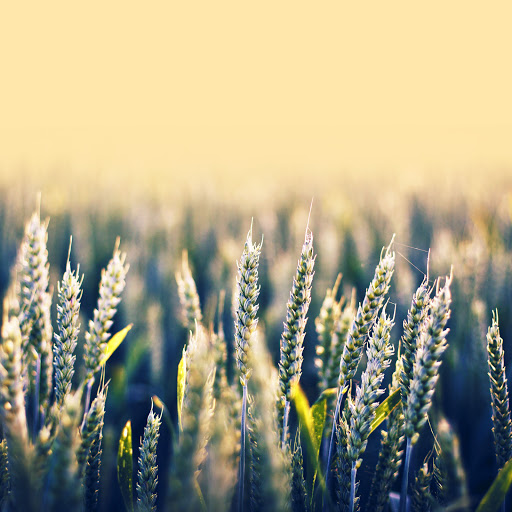 Hd-137284-ascw137284