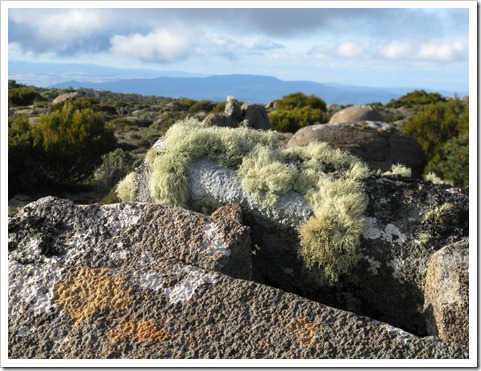 Moss on rock Wellington Plateau