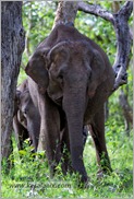 _P6A1696_wild_elephants_mudumalai_bandipur_sanctuary 