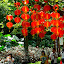 Shenzhen - Park Lichti