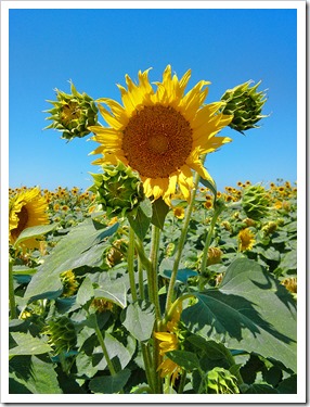 130706_CR102_sunflowers_20