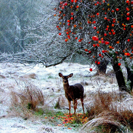 Hd-132129-ascw132129