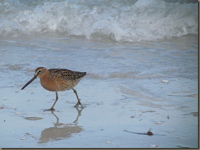 Common Snipe Common Snipe