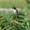 eastern kingbird