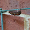 Pipevine Swallowtail (starting its chrysalis)