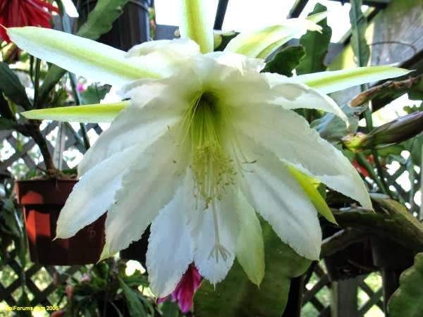 [Epi%2520Limehouse%255B3%255D.jpg]