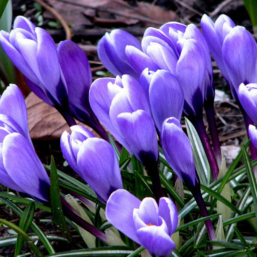 Hd-141232-ascw141232