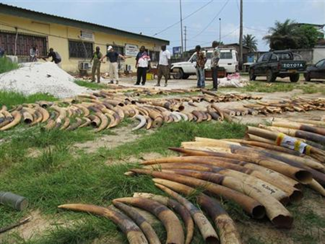 This undated handout photo shows stockpiles of ivory from poached elephants in Gabon. Photo: Reuters / TRAFFIC / Handout