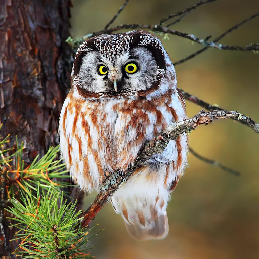 Hd-151532-ascw151532