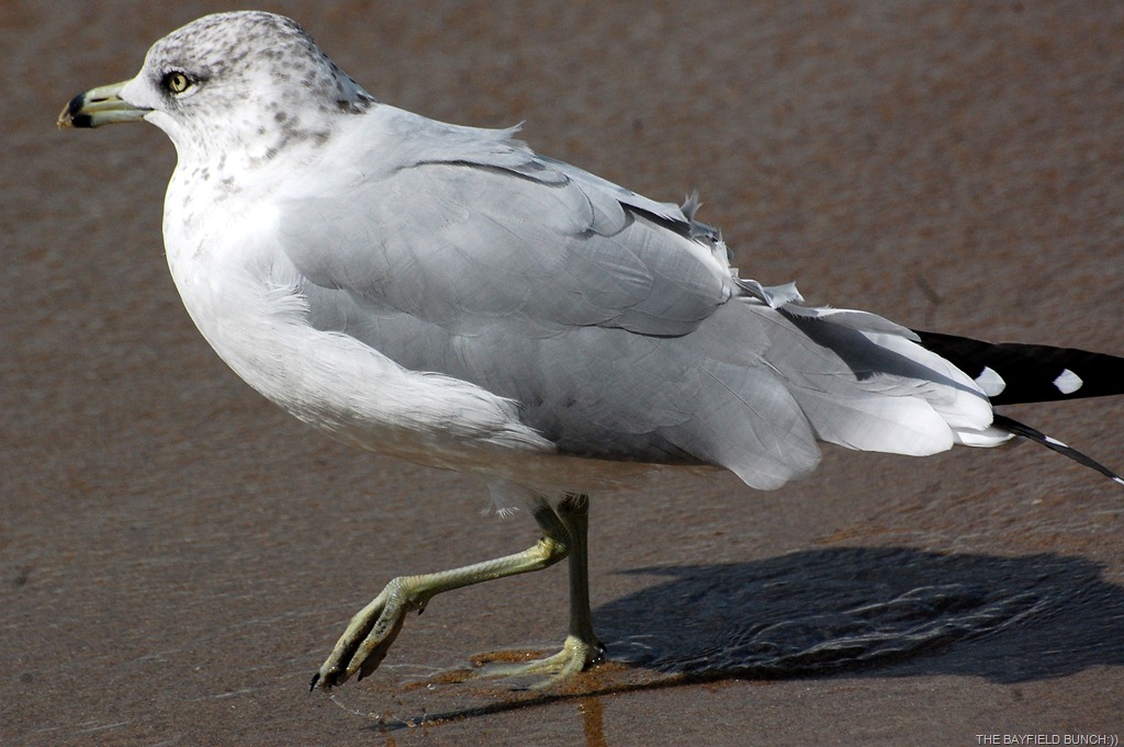 [DSC_4534%255B4%255D.jpg]