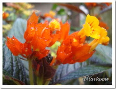 Orange Flower Orange Flower