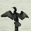 Little Cormorant