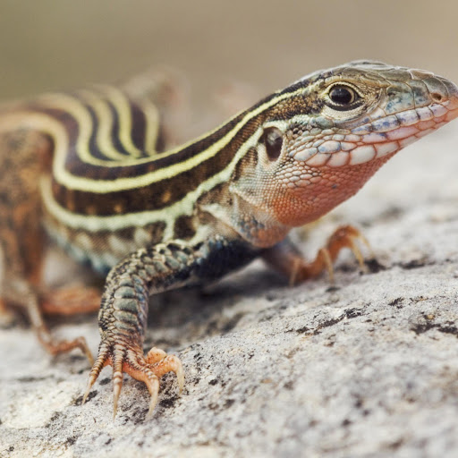 Hd-146026-ascw146026