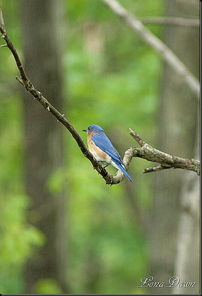 Bluebird_April25