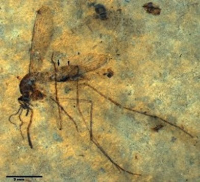 prehistoric mosquito
