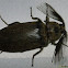 Giant Acacia Click Beetle