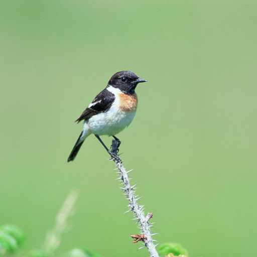 Hd-178646-ascw178646