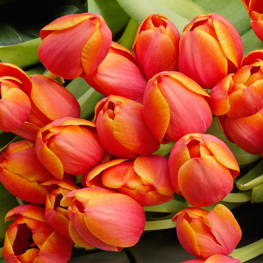 Hd-172645-ascw172645