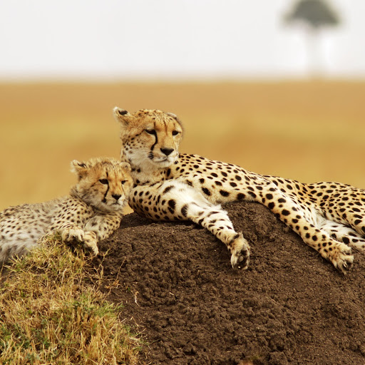 Hd-171609-ascw171609