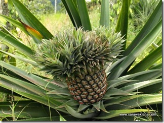 pineapple_multiple_crowns2