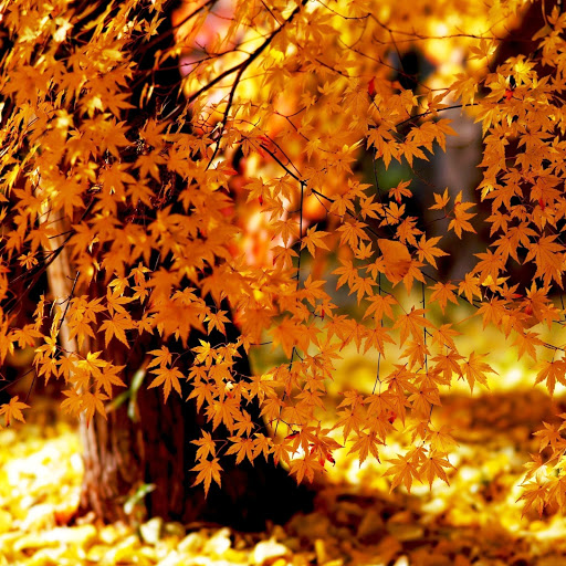 Hd-142090-ascw142090