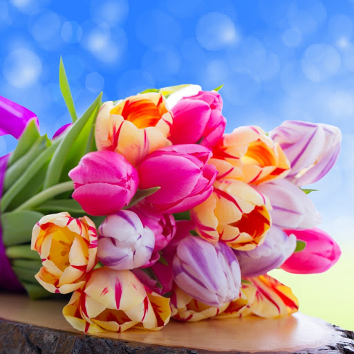 Hd-161915-ascw161915