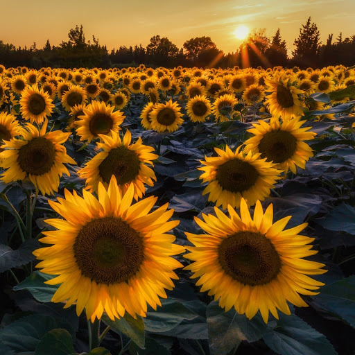 Hd-141175-ascw141175