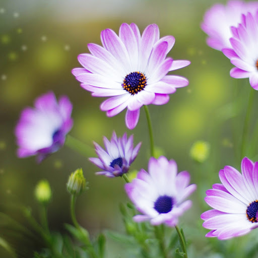 Hd-142627-ascw142627