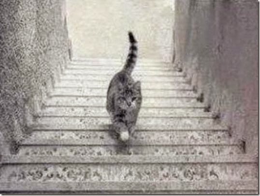 kucing-ini-naik-tangga-atau-turun-tangga_www.dadanpurnama.com_
